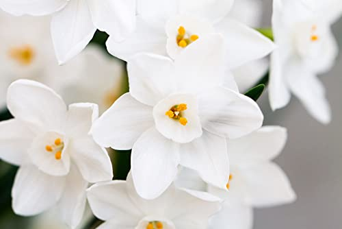 White Daffodil Bulbs for Growing - Narcissus Flower Bulbs (5 Bulbs)