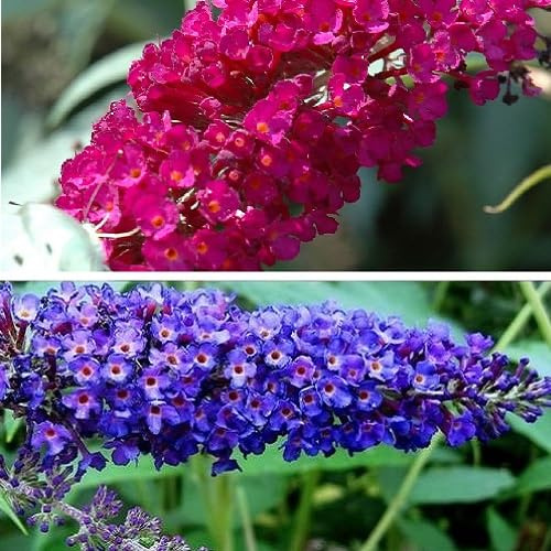 2 x Buddleja (Sommerflieder): Royal Red (Rot) + Empire Blue (Blau) | Mehrjährig und Winterhart - Buddleia | 2 x 2 Liter Töpfe