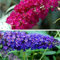 2 x Buddleja (lilla estiva): Royal Red (rosso) + Empire Blue (blu) | perenne e resistente all'inverno – Buddleia | 2 x vasi da 1,5 litri