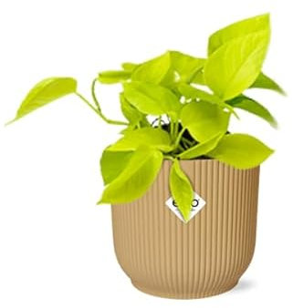 Efeutute Epipremnum Pinnatum Golden Pothos – Zimmerpflanze im dekorativen Topf Vibes Fold 14cm Gelb – pflegeleichte Kletter- & Hängepflanze mit luftreinigenden Eigenschaften