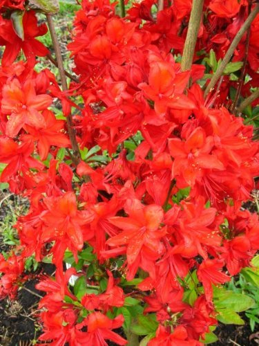 leuchtend rot blühende Garten Azalee Rhododendron luteum Fireball 40-50 cm hoch im 5 Liter Pflanzcontainer