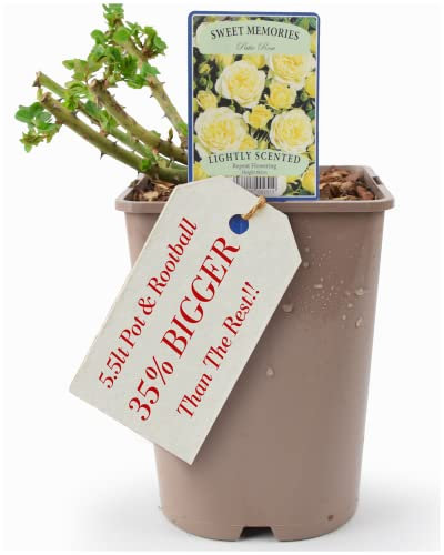 Beautiful Sweet Memories Patio Rose Plant – Live Plant Gift in A 5.5 Litre Recyclable Nursery Pot. These are Real, Living, British Grown, Garden Ready, Indoor or Outdoor Flowers