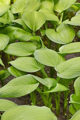 Hosta plantaginea 'Stained Glass' 11x11 cm Topf – Winterhart, Mehrjährig, Pflegeleicht – Funkie – Staude für Schattenbeet & Kübel