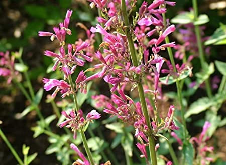 Genipap 10 pezzi di semi di iori rosa AGASTACHE CANARIensis