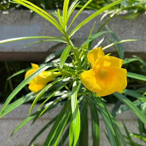 Semi di oleandro - resistenti per il giardino Nerium oleander - decorazione da giardino per esterni per luoghi soleggiati semi di selvatici giardino di arbusti 15pcs