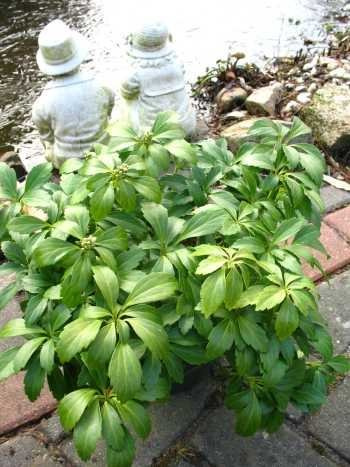 Ysander Pachysandra terminalis 5-7 Triebe Topf 1 VE = 40 Pflanzen | Immergrün, winterhart & pflegeleicht – idealer Bodendecker für schattige Gartenbereiche und flächigen Bewuchs