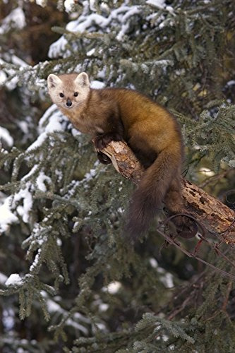 Posterazzi Marten Caught In Leg Trap On Hutinana Creek Near Manley Alaska Interior Winter Poster Print, (22 x 34)