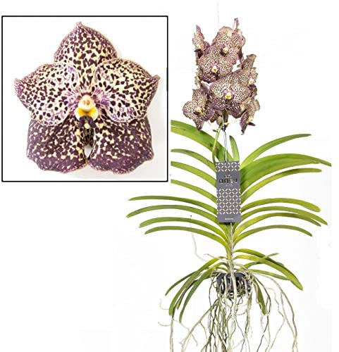 Plant in a Box - Vanda Ocelot Mocha - Orquídea tropical - Hermosa mezcla de colores - Orquídea en flor - Altura 55-65cm