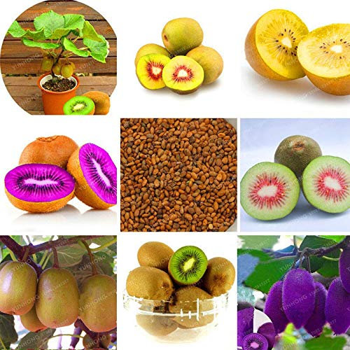 Mélange: Graines de kiwi fraîches 100% vraies graines de Actinidia Chinensis Délicieux organique à haute valeur nutritive Bonsaï