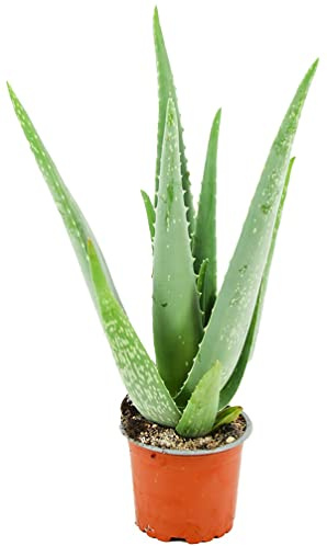 ZynesFlora Echte Aloe Vera Pflanze im Ø 10,5 cm Pflanztopf - Höhe: 35 - 40 cm - Heilpflanze Sukkulente