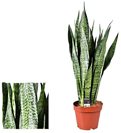 Sansevieria Zeylanica (Bogenhanf) 40 cm - Luftreinigende Zimmerpflanze für bessere Raumluft, Pflegeleicht & Robuste Dekorative Pflanze für Ihr Zuhause oder Büro
