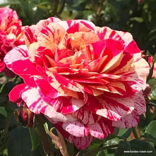 2 x Rosier - Rosa 'Abracadabra' pot 25-30 cm - La beauté magique pour votre jardin