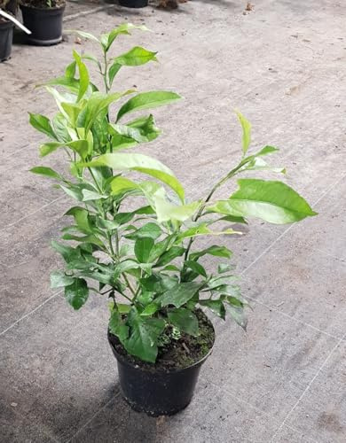 Citrus limon '4 Saisons' (bouture) / Citronnier 4 Saisons/Conteneur de 2 à 2.9 litres/agrume