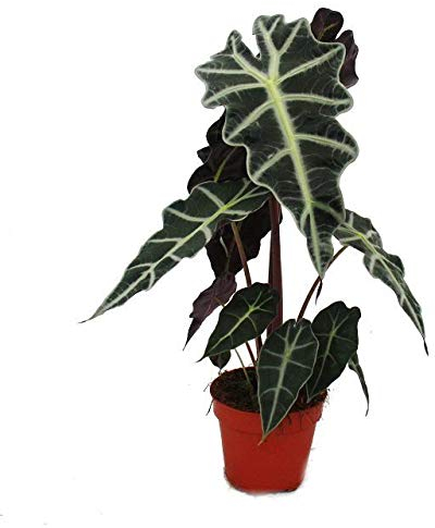 Feuille de flèche - Alocasia sanderiana - Racine tropicale - Alokasia