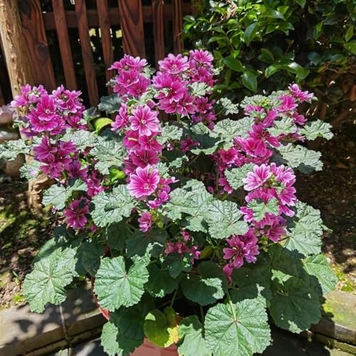 semi di malva selvatica - giardino indoor decorazione soggiorno tappezzanti balcone resistenti 50pcs