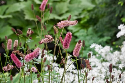 Sanguisorba menziesii 11x11 cm Topf – Winterhart, Mehrjährig, Pflegeleicht – Großer Wiesenknopf – Staude für Beet & Rabatte