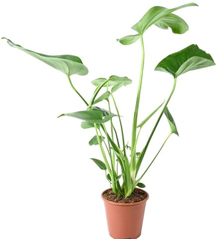 Monstera Deliciosa Viva Planta Natural en Maceta | Hoja Grande y Estilo Tropical
