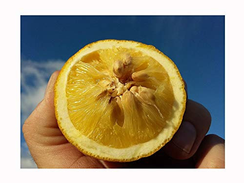 2X Winter Hardy Lemon OR Japanese Bitter Orange, Citrus TRIFOLIATA (Poncirus), Edible Fruit, 10-15cm Tall Starter Plants in 8cm pots