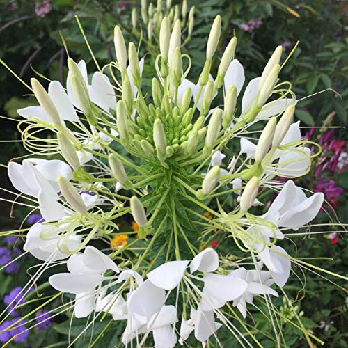 CLEOME SPINOSA BIANCO NR.100 SEMI