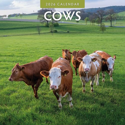 Red Robin - Calendario mensual de pared de vacas 2026, abierto de 12 x 24 pulgadas, papel grueso y resistente de alta calidad, calendario de 12 meses para colgar, notas rayadas y área de tareas