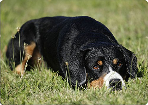 Nanyuk +++ Appenzeller Sennenhund - SCHNEIDEBRETT Dekoteller Glasbrett Dekoglas - AZS 01