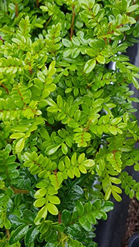 Zanthoxylum beecheyanum (De semis) / Faux poivrier du Sichuan/Godet/Aromatique