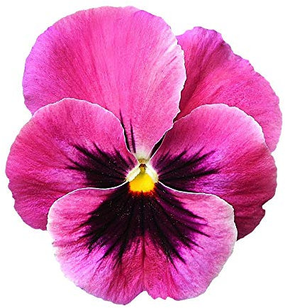 Pacchetto semi: Stiefmütterchen rosa 'zzero' 20 semi