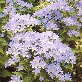 Campanula lactiflora New Hybrids 1,000 Seeds