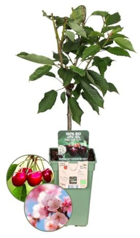 Plants by Frank | Biologische Kirschenbaum | 1 x Prunus Avium | 20 cm Ø | 60 cm ↨ | Obstbaum | Bio Obst | Obstpflanzen | Obstbäume | Gartenpflanzen