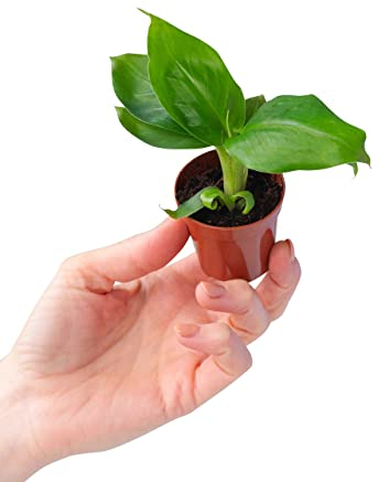 PLNTS - Baby Musa Dwarf (Bananepflanze) - Zimmerpflanze - Zimmerpflanzen, Pflanzen Echt, Nachhaltige Verpackung -2cm Stecklinge - Höhe 15cm - Direkt von der Gärtnerei