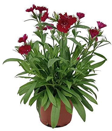 Clavel Chino Natural Planta con Flores de Exterior de Aspecto Elegante