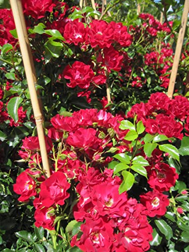 Rosa Rambling Rosie ® - Ramblerrose Rambling Rosie ® - Warner Rose