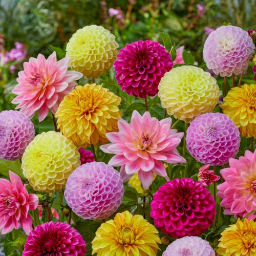 FLORIUM - Colección Grandpack de dalias (10 bulbos gigantes) | Mezcla exclusiva de Holanda | Decoración perenne robusta para jardín, balcón, parterres (sin semillas, no resistentes)