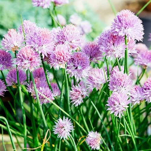 Pack of 5 Purple Chives Plants Live, 4-8 Tall Heirloom Leek Chives for Outdoor Herb Garden