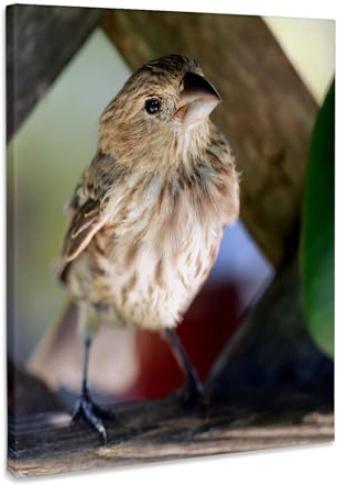 3dRose Macro photograph of a house finch on wooden lattice. Museum Grade Canvas Wrap 16x20