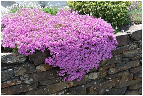 Stauden Gänge 3 x Phlox subulata 'Fabulous Rose' (Winterhart/Staude/Bodendecker/Mehrjährig/Stauden/Immergrün) Rosa Polster-Phlox - Ein Blütenteppich in zauberhaftem Rosa - Trittfest