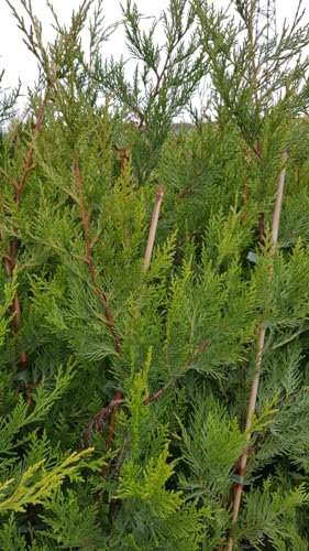 X Cupressocyparis leylandii/Cyprès de Leyland/Conteneur de 5 à 6 litres/Conifère