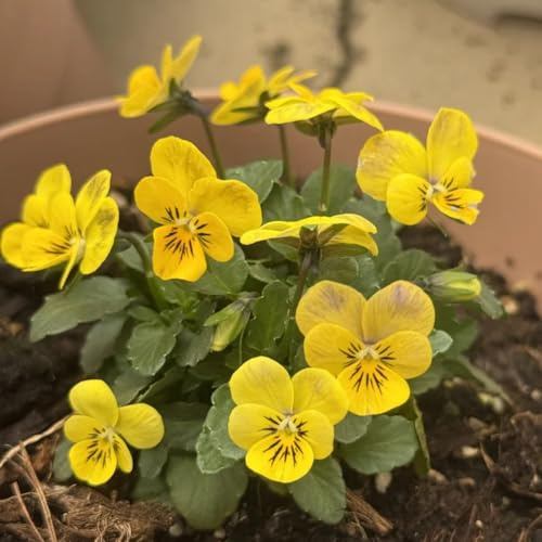 stiefmütterchen bio - bodendecker winterhart mehrjährig garten für balkon hochbeett wohnzimmer 350samen