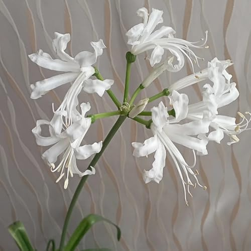 3Bulbi di giglio ragno - Lycoris radiata - resistenti, giardino acquistare di sanguigni, aconiti invernali perenni resistenti