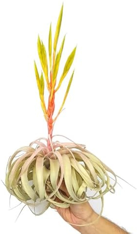 Tillandsia Xerographica GRANDE Planta del Aire Natural