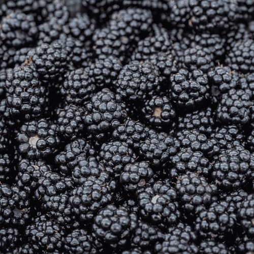BlackBerry Plants, 'Prime Ark Freedom' Blackberries - Thornless Primocane (First Year Berries) Variety - BlackBerry Plants from Hand Picked Nursery (3)