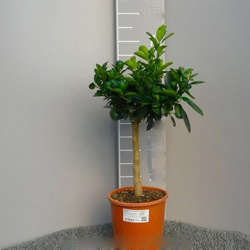 SAVINI VIVAI Planta Kumquat, Árbol Cítrico Chino Mandarín, Clemenquat Fortunella Obovata, en Maceta de 20 cm Altura 70 cm 2-3 Años de Injerto,
