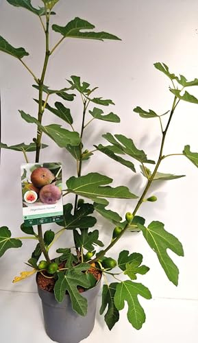 winterharte eßbare Feige, Ficus carica Firoma - R - 60-80 cm hoch 5 L Topf | Winterhart, robust & anpassungsfähig – essbare Früchte, frühe Ernte, ideal für den Naschgarten