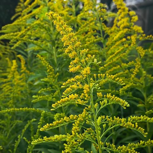 semillas de vara de oro, perennes, resistentes, variedades tradicionales exóticas para balcón jardín 750pcs