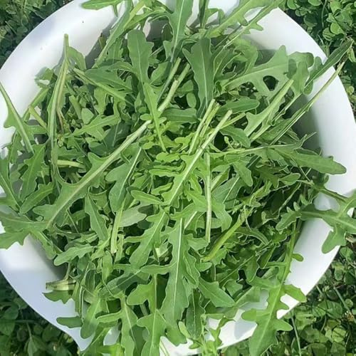 semillas de rúcula perenne - jardín resistentes interior regalos 100pcs