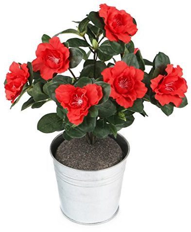 Closer2Nature HBC005RE Red Azalea Plug Plant, 27cm