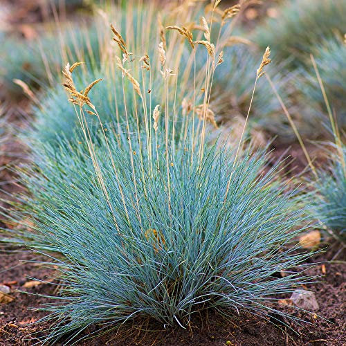 Festuca glauca Intense Blue | Evergreen Compact Flowering Grassy Shrub in Pot (20-30cm Incl. Pot)