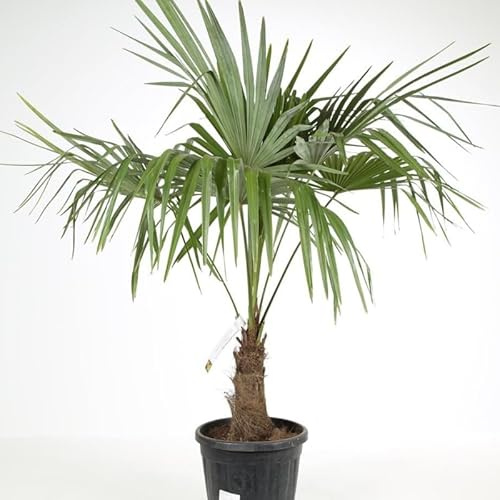 Palmier Chanvre Trachycarpus Fortunei 20/30cm - Plante En Pot - Floraison Fin de Printemps Exposition - Exposition Soleil ou Mi-ombre Sol