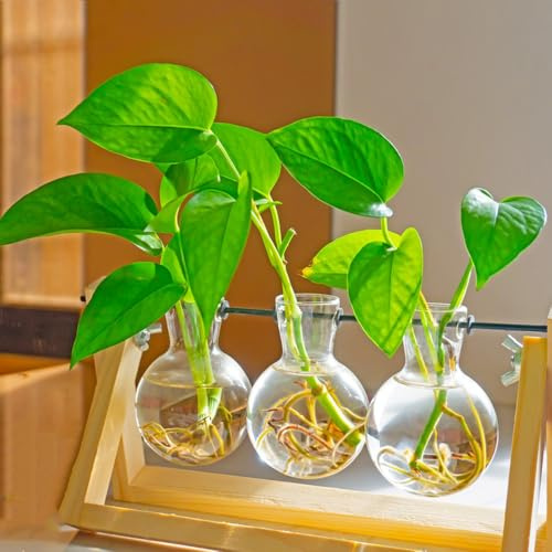 semi di edera appartamento - balcone giardino estremamente resistenti perenni 40pcs
