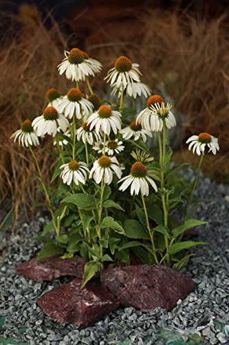 Weißer Sonnenhut (Echinacea purpurea ' Alba ') 12cm Topf
